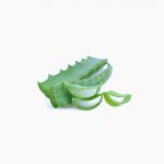 organic-aloe-arborescens-fresh-leaves-2