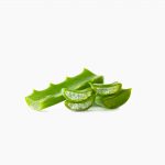 organic-aloe-arborescens-fresh-leaves-2